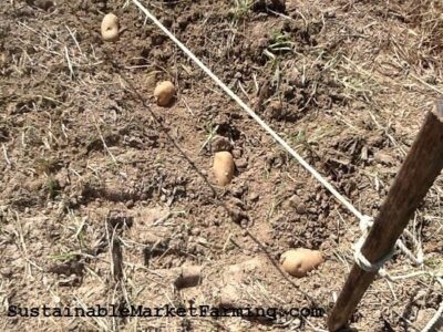 Pre-sprouting and Cutting Seed Potatoes Image
